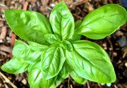 Genovese, Basil - BoxGardenSeedsLLC - Culinary/Medicinal Herbs - Seeds - USA Seller, Thank you for shopping here today, Naturally Grown GMO Free Seeds, Heirloom Open Pollinated Seeds, Fresh Top Quality Premium Seeds