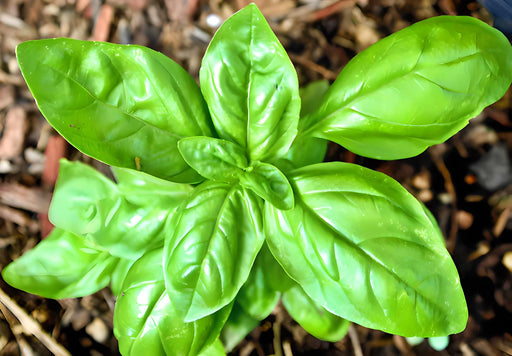 Genovese, Basil, - BoxGardenSeedsLLC -Culinary/Medicinal Herbs - Seeds