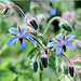 Borage, Herb, - BoxGardenSeedsLLC -Culinary/Medicinal Herbs - Seeds