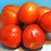 Mother Russia, Tomato, - BoxGardenSeedsLLC -Tomatoes,Tomatillos - Seeds