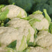 Self Blanche, Cauliflower, - BoxGardenSeedsLLC -Broccoli,Cauliflower - Seeds