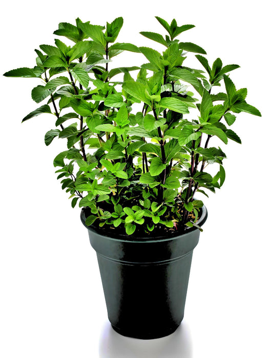 Spearmint, Culinary & Medicinal Herbs, -- BoxGardenSeedsLLC -Culinary/Medicinal Herbs - Seeds