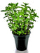 Spearmint, Culinary & Medicinal Herbs, -- BoxGardenSeedsLLC -Culinary/Medicinal Herbs - Seeds