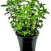 Spearmint, Culinary & Medicinal Herbs, - BoxGardenSeedsLLC -Culinary/Medicinal Herbs - Seeds