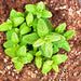 Spearmint, Culinary & Medicinal Herbs, - BoxGardenSeedsLLC -Culinary/Medicinal Herbs - Seeds