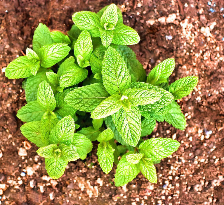 Spearmint, Culinary & Medicinal Herbs, - BoxGardenSeedsLLC -Culinary/Medicinal Herbs - Seeds