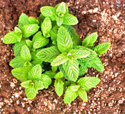 Spearmint, Culinary & Medicinal Herbs - BoxGardenSeedsLLC - Culinary/Medicinal Herbs - Seeds - USA Seller, Thank you for shopping here today, Naturally Grown GMO Free Seeds, Heirloom Open Pollinated Seeds, Fresh Top Quality Premium Seeds