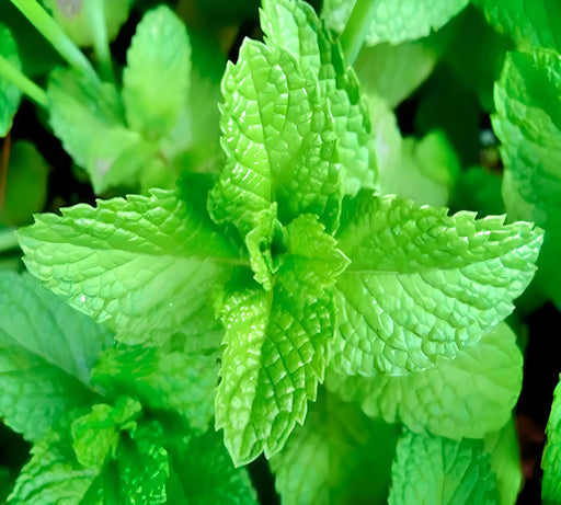 Spearmint, Culinary & Medicinal Herbs, -- BoxGardenSeedsLLC -Culinary/Medicinal Herbs - Seeds