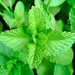 Spearmint, Culinary & Medicinal Herbs, - BoxGardenSeedsLLC -Culinary/Medicinal Herbs - Seeds