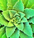 Mullein, Culinary & Medicinal Herb, -- BoxGardenSeedsLLC -Culinary/Medicinal Herbs - Seeds