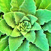 Mullein, Culinary & Medicinal Herb, - BoxGardenSeedsLLC -Culinary/Medicinal Herbs - Seeds