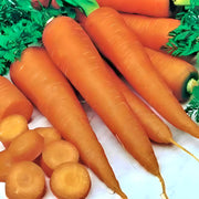 Danvers 126, Carrot - BoxGardenSeedsLLC - Carrots - Seeds - USA Seller, Thank you for shopping here today, Naturally Grown GMO Free Seeds, Heirloom Open Pollinated Seeds, Fresh Top Quality Premium Seeds