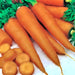 Danvers 126, Carrot, -- BoxGardenSeedsLLC -Carrots - Seeds