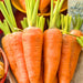 Danvers 126, Carrot, - BoxGardenSeedsLLC -Carrots - Seeds