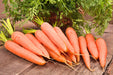 Danvers 126, Carrot, -- BoxGardenSeedsLLC -Carrots - Seeds