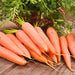 Danvers 126, Carrot, - BoxGardenSeedsLLC -Carrots - Seeds