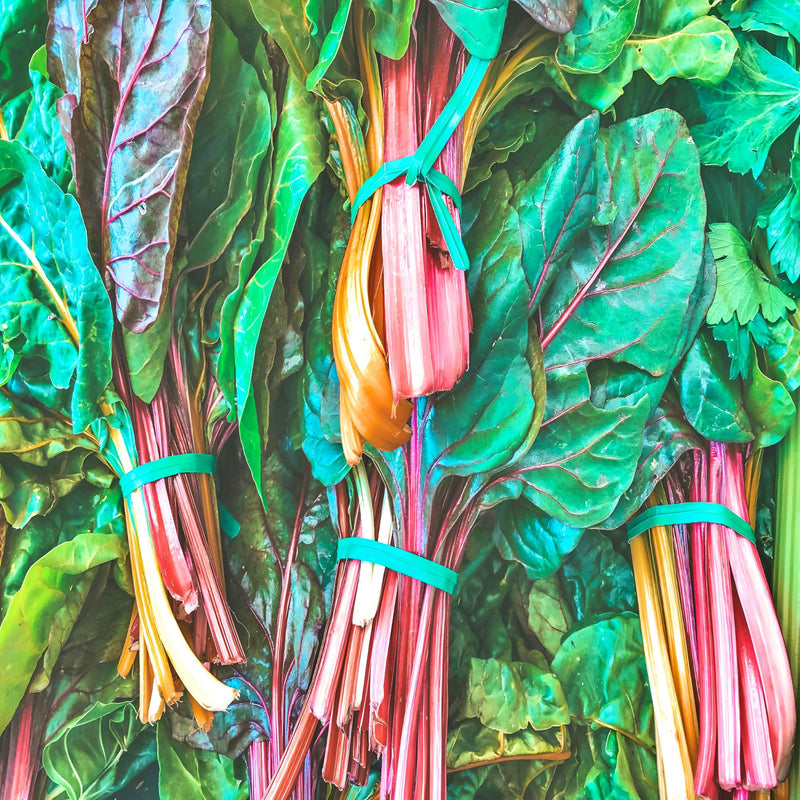 Five Color SilverBeets, Australian Swiss Chard - BoxGardenSeedsLLC - Chard, Kohlrabi - Seeds - USA Seller, Thank you for shopping here today, Naturally Grown GMO Free Seeds, Heirloom Open Pollinated Seeds, Fresh Top Quality Premium Seeds