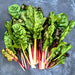 Five Color SilverBeets, Australian Swiss Chard, - BoxGardenSeedsLLC -Chard, Kohlrabi - Seeds