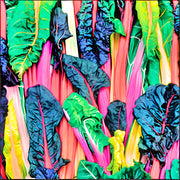 Five Color SilverBeets, Australian Swiss Chard - BoxGardenSeedsLLC - Chard, Kohlrabi - Seeds - USA Seller, Thank you for shopping here today, Naturally Grown GMO Free Seeds, Heirloom Open Pollinated Seeds, Fresh Top Quality Premium Seeds