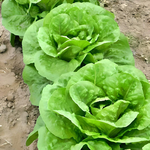 Parris Island Cos, Romaine Lettuce, - BoxGardenSeedsLLC -Lettuce - Seeds