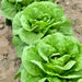 Parris Island Cos, Romaine Lettuce, - BoxGardenSeedsLLC -Lettuce - Seeds