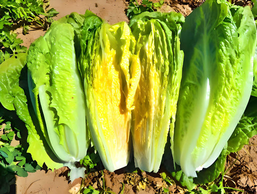 Parris Island Cos, Romaine Lettuce - BoxGardenSeedsLLC -Lettuce - Seeds