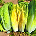 Parris Island Cos, Romaine Lettuce, - BoxGardenSeedsLLC -Lettuce - Seeds