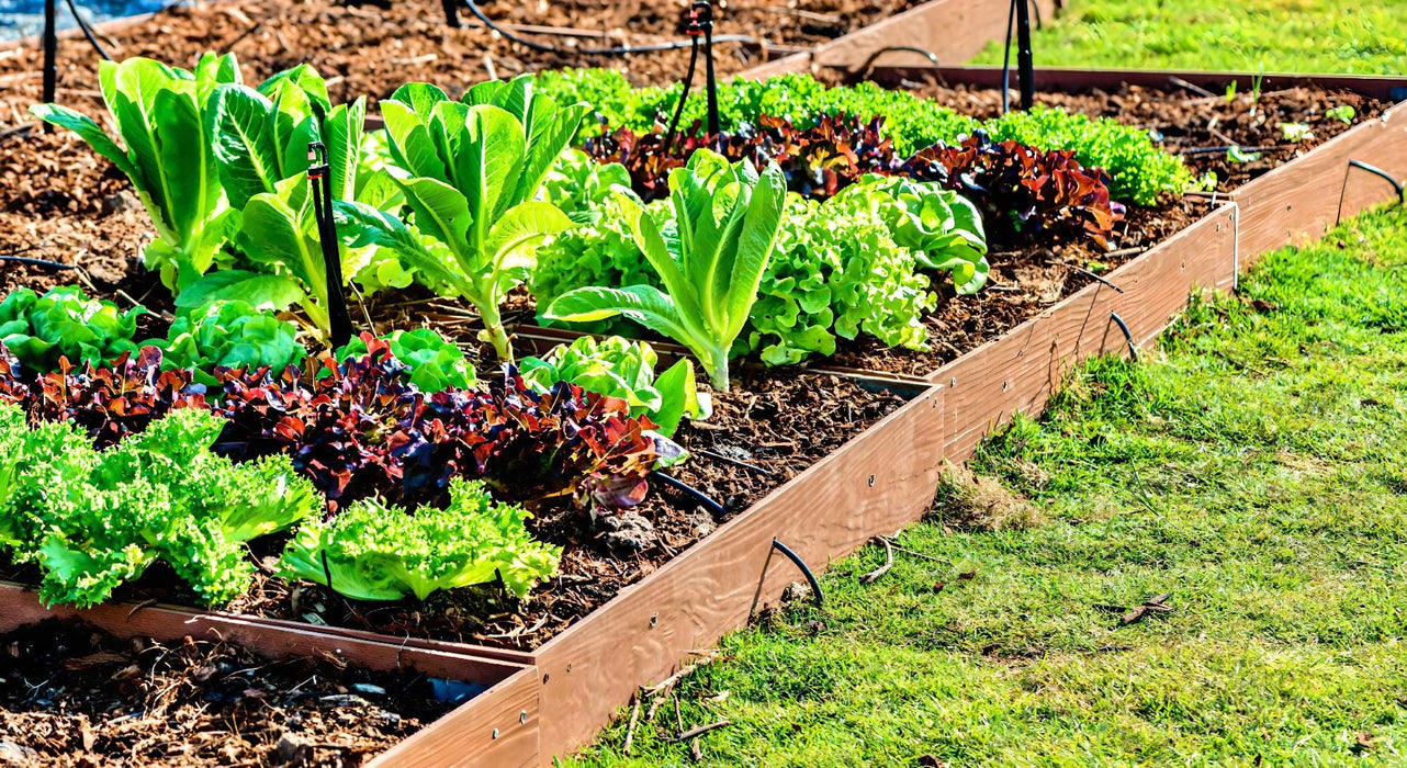 Parris Island Cos, Romaine Lettuce, - BoxGardenSeedsLLC -Lettuce - Seeds