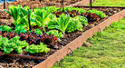 Parris Island Cos, Romaine Lettuce - BoxGardenSeedsLLC - Lettuce - Seeds - USA Seller, Thank you for shopping here today, Naturally Grown GMO Free Seeds, Heirloom Open Pollinated Seeds, Fresh Top Quality Premium Seeds
