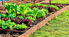 Parris Island Cos, Romaine Lettuce, -- BoxGardenSeedsLLC -Lettuce - Seeds