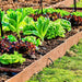 Parris Island Cos, Romaine Lettuce, - BoxGardenSeedsLLC -Lettuce - Seeds