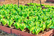Parris Island Cos, Romaine Lettuce - BoxGardenSeedsLLC - Lettuce - Seeds - USA Seller, Thank you for shopping here today, Naturally Grown GMO Free Seeds, Heirloom Open Pollinated Seeds, Fresh Top Quality Premium Seeds
