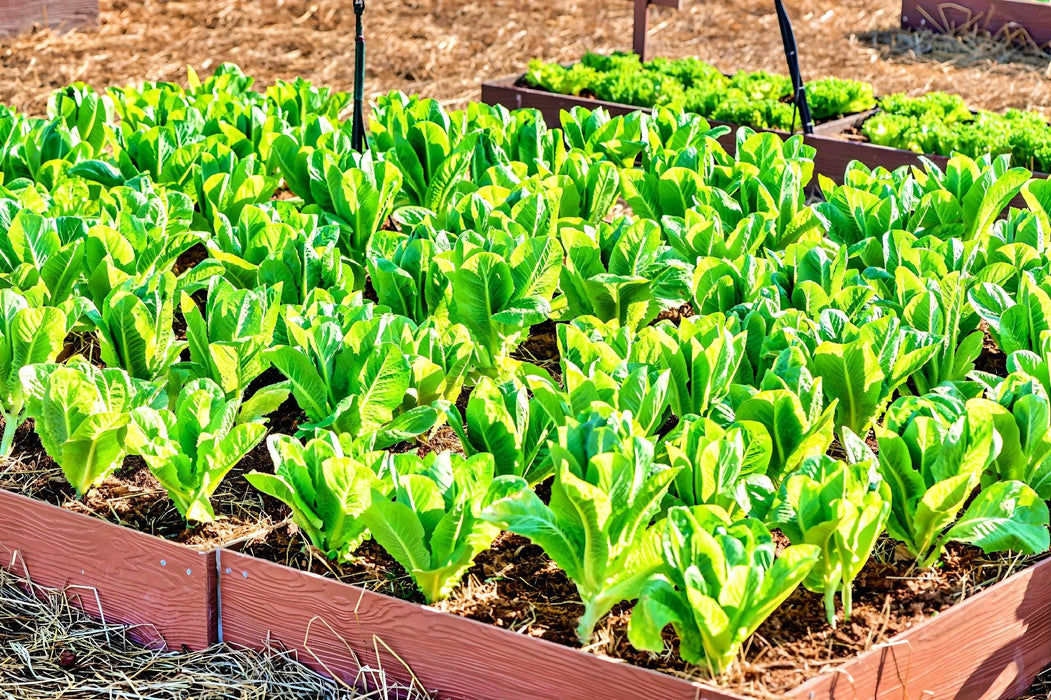 Parris Island Cos, Romaine Lettuce, - BoxGardenSeedsLLC -Lettuce - Seeds