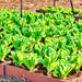 Parris Island Cos, Romaine Lettuce, - BoxGardenSeedsLLC -Lettuce - Seeds