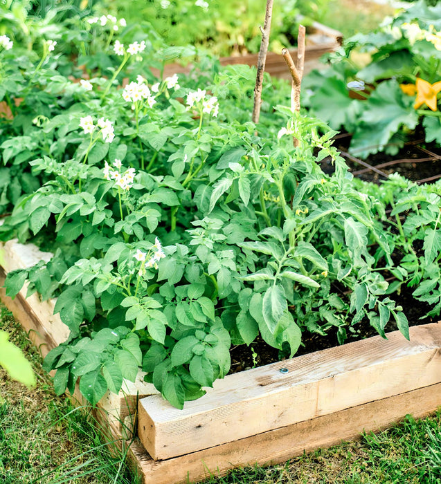 Cherry Roma, Tomato, -- BoxGardenSeedsLLC -Tomatoes,Tomatillos - Seeds