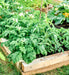 Cherry Roma, Tomato - BoxGardenSeedsLLC - Tomatoes,Tomatillos - Seeds - 