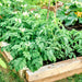 Cherry Roma, Tomato, - BoxGardenSeedsLLC -Tomatoes,Tomatillos - Seeds