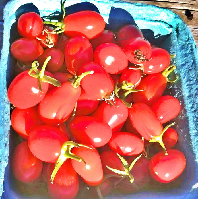 Cherry Roma, Tomato, -- BoxGardenSeedsLLC -Tomatoes,Tomatillos - Seeds