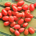 Cherry Roma, Tomato, -- BoxGardenSeedsLLC -Tomatoes,Tomatillos - Seeds