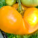 Orange/Yellow Brandywine, Tomato, - BoxGardenSeedsLLC -Tomatoes,Tomatillos - Seeds