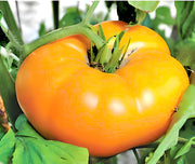 Orange/Yellow Brandywine, Tomato - BoxGardenSeedsLLC - Tomatoes,Tomatillos - Seeds - 
