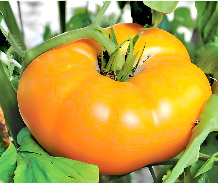 Orange/Yellow Brandywine, Tomato, -- BoxGardenSeedsLLC -Tomatoes,Tomatillos - Seeds