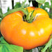 Orange/Yellow Brandywine, Tomato, - BoxGardenSeedsLLC -Tomatoes,Tomatillos - Seeds