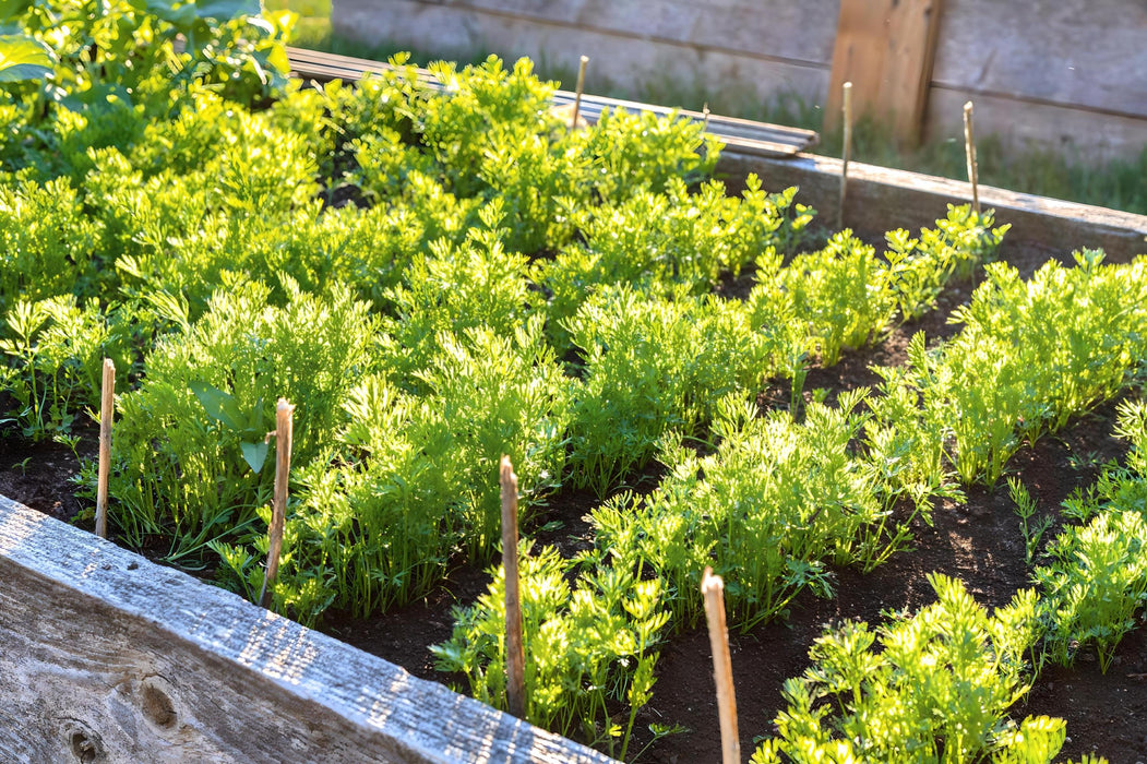 Nan Ling Cutting, Leaf Celery - BoxGardenSeedsLLC -Gourmet/Native Greens - Seeds