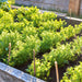 Nan Ling Cutting, Leaf Celery - BoxGardenSeedsLLC -Gourmet/Native Greens - Seeds