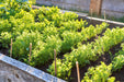 Nan Ling Cutting, Leaf Celery - BoxGardenSeedsLLC - Gourmet/Native Greens - Seeds - USA Seller, Thank you for shopping here today, Naturally Grown GMO Free Seeds, Heirloom Open Pollinated Seeds, Fresh Top Quality Premium Seeds