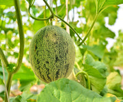 Planters Jumbo, Cantaloupe - BoxGardenSeedsLLC - Melons, Cantaloupe - Seeds - USA Seller, Thank you for shopping here today, Naturally Grown GMO Free Seeds, Heirloom Open Pollinated Seeds, Fresh Top Quality Premium Seeds