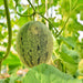 Planters Jumbo, Cantaloupe, - BoxGardenSeedsLLC -Melons, Cantaloupe - Seeds