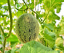 Planters Jumbo, Cantaloupe, -- BoxGardenSeedsLLC -Melons, Cantaloupe - Seeds