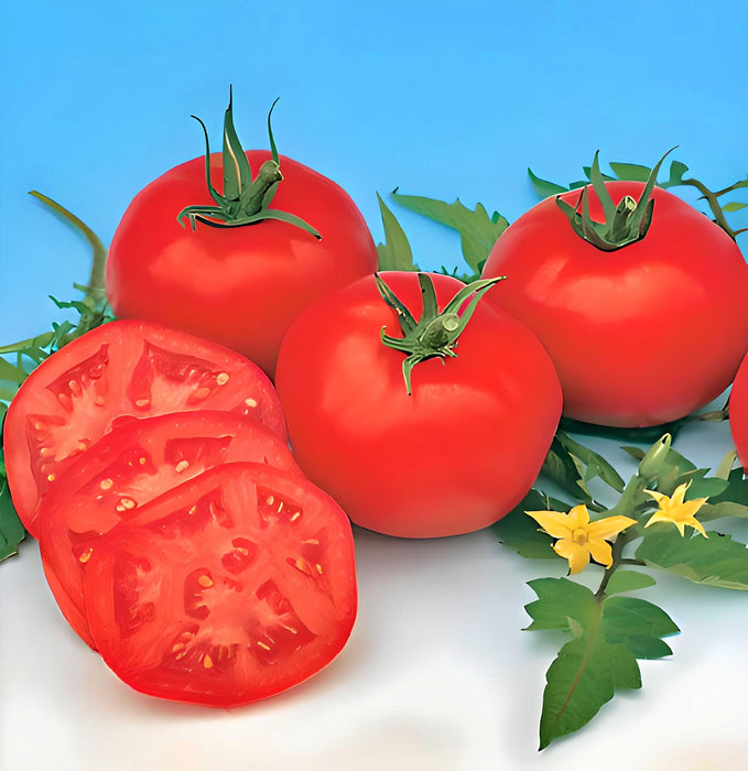 Moscow, Tomato, - BoxGardenSeedsLLC -Abundant Stock SALE - Seeds